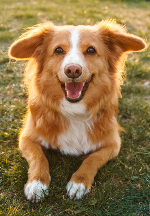 treat your pet